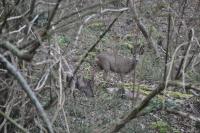 Capreolus capreolus