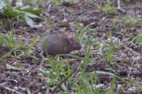 Apodemus sylvaticus