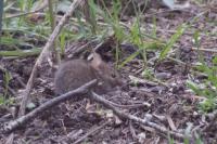 Apodemus sylvaticus