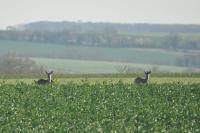 Capreolus capreolus