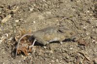 Apodemus sylvaticus