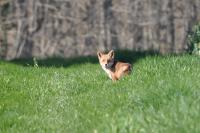 Vulpes vulpes