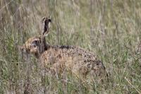 Lepus europaeus