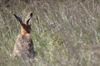 Lepus europaeus