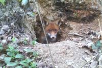 Vulpes vulpes