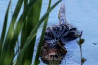 Myocastor coypus