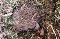 Erinaceus europaeus