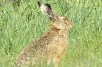Lepus europaeus