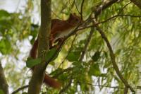 Sciurus vulgaris