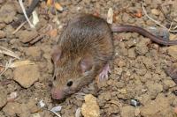 Mus musculus