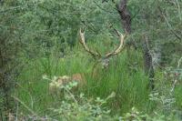 Cervus elaphus