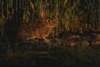 Oryctolagus cuniculus