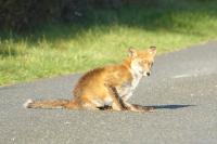 Vulpes vulpes