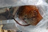 Clethrionomys glareolus