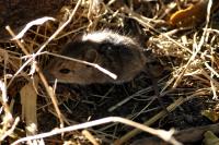 Apodemus sylvaticus