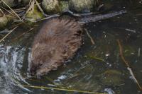 Ondatra zibethicus