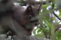 Sciurus vulgaris
