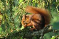 Sciurus vulgaris