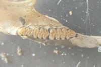 Clethrionomys glareolus