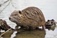 Myocastor coypus