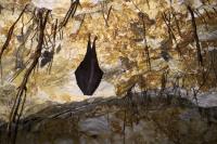 Rhinolophus hipposideros