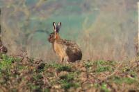 Lepus europaeus