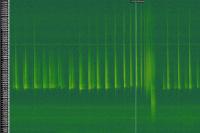 Pipistrelle commune