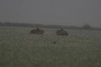Lepus europaeus