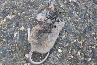 Apodemus sylvaticus