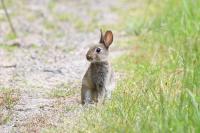 Oryctolagus cuniculus