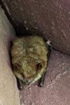 Myotis emarginatus