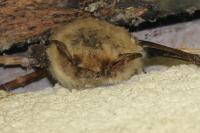 Myotis emarginatus
