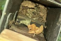 Muscardinus avellanarius