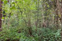 Muscardinus avellanarius