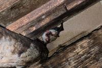 Myotis myotis
