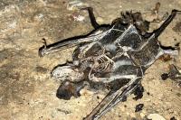 Myotis myotis