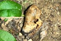 Myotis myotis