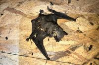 Myotis myotis