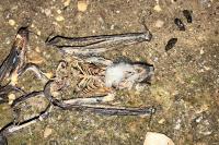 Myotis myotis