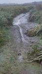 Mustela nivalis