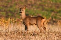 Capreolus capreolus