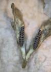 Clethrionomys glareolus