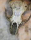Clethrionomys glareolus
