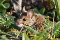 Apodemus sylvaticus