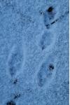 Lepus europaeus