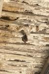 Rhinolophus hipposideros