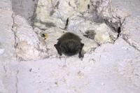 Myotis mystacinus/alcathoe/brandtii