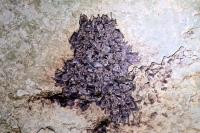 Myotis myotis