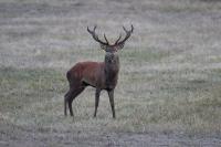 Cervus elaphus