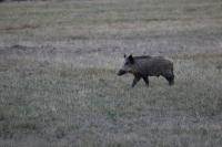 Sus scrofa